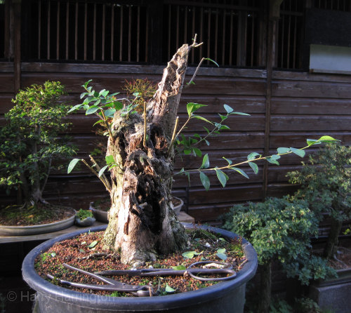 Large Privet Bonsai Progression 